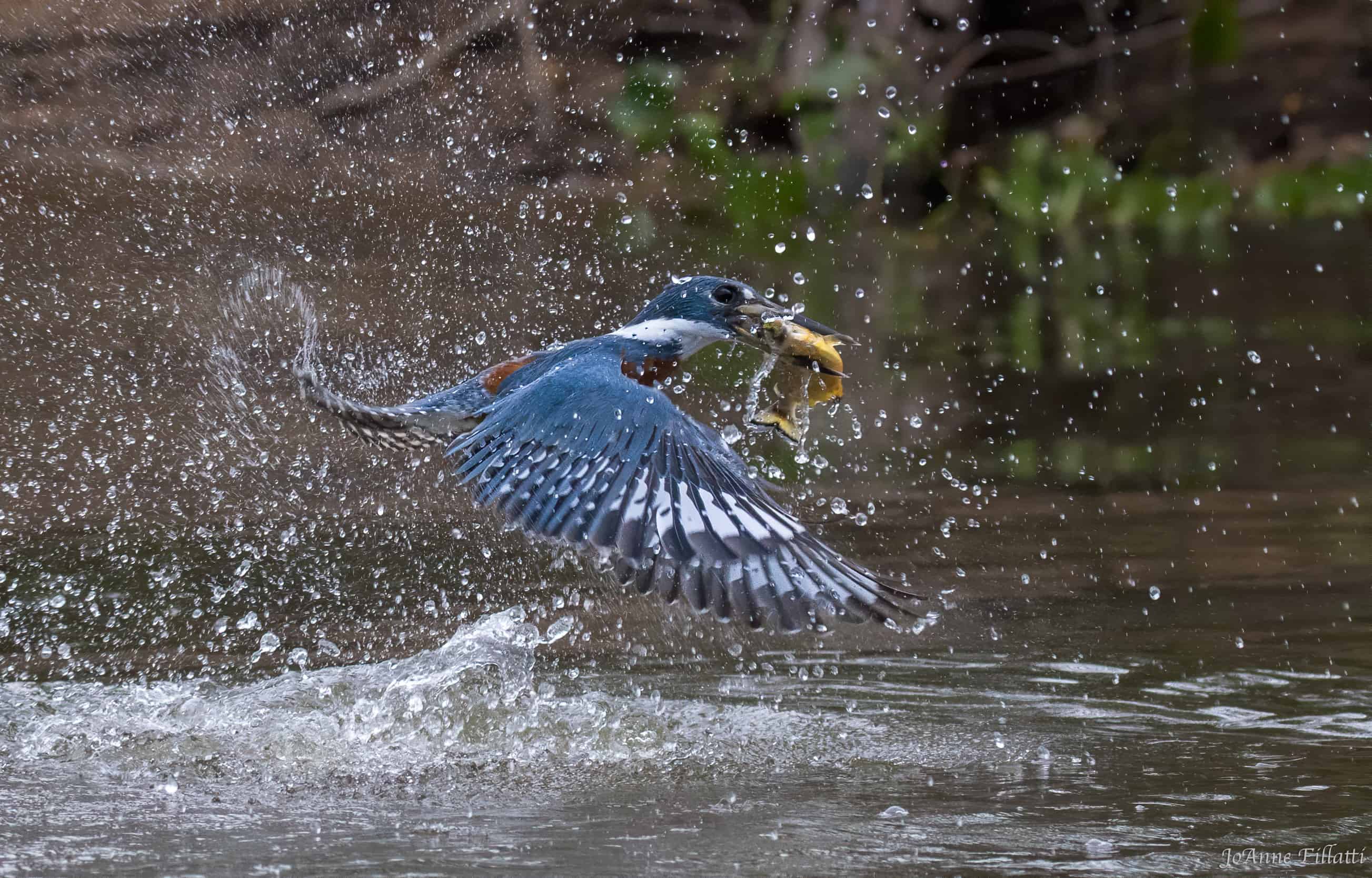 bird of brazil image 26